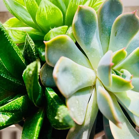 아파트 Blackforest - 3 프라이부르크 임 브리스가우